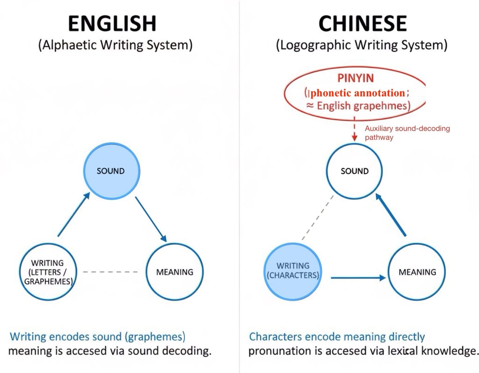 Diagram comparing English and Chinese writing systems. In English, letters encode sound, and meaning is accessed through phonological decoding. In Chinese, characters encode meaning directly, with sound accessed through lexical knowledge; pinyin is shown as an auxiliary phonetic aid rather than a primary encoding path.